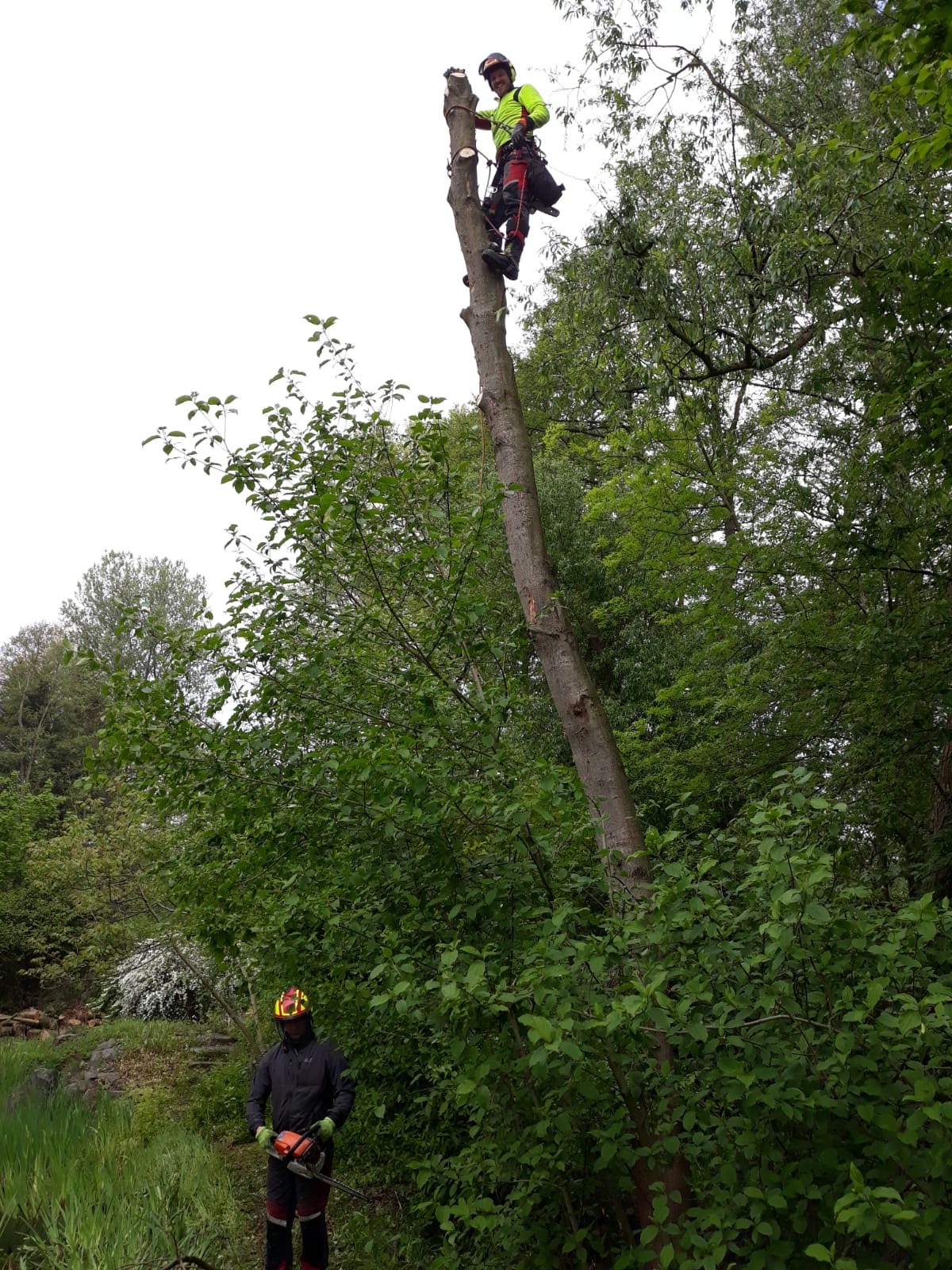 Sturmschaden Baum Fällen